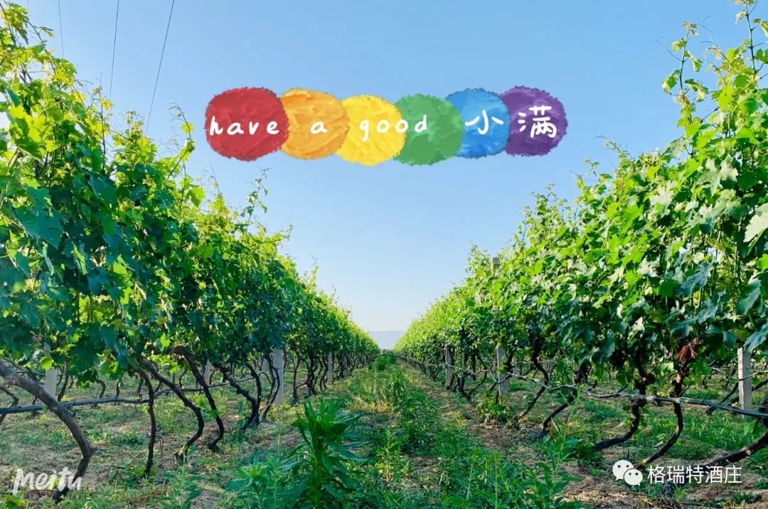 記錄小滿時(shí)節(jié)的酒莊、怎一美字了得！