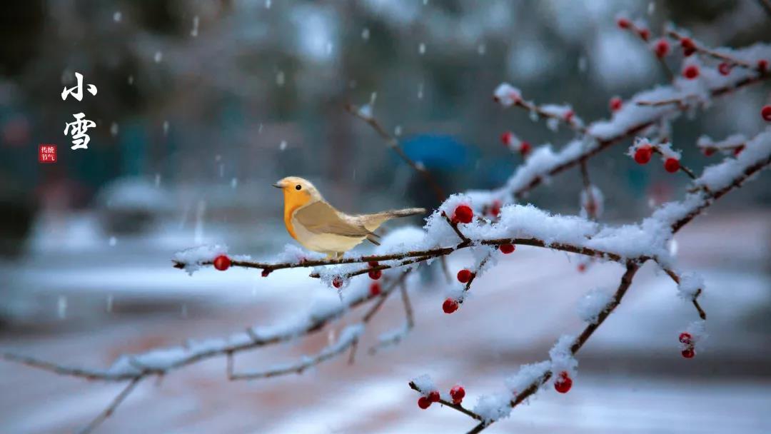 小雪 ▎等一地雪白，與歲月慢酌