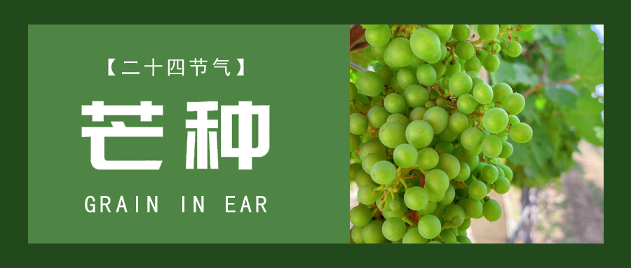 芒種 ▎忙終有獲，種得其所