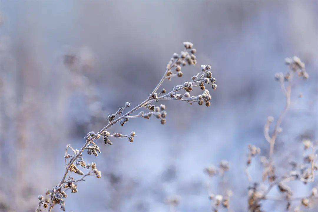 小雪 ▎冬藏萬物，歲月沉香